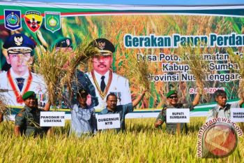 Pangdam Udayana Panen Padi di Sumbawa