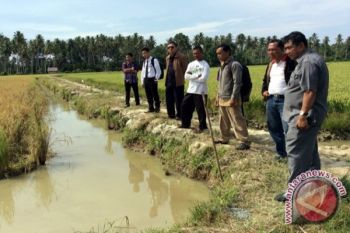 Hanya Sedikit Petani Temanggung Budidaya Mina Padi
