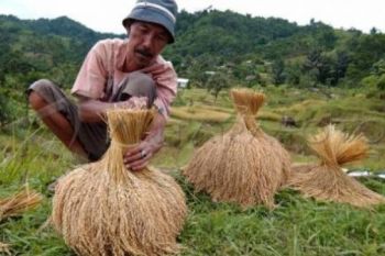 Areal Padi Ladang Jateng Seluas 83.638 Hektare