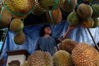 Hujan dan Angin Sebabkan Produksi Durian Ngropoh Merosot