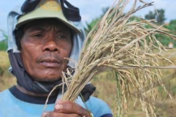 Ratusan Hektare Tanaman Padi di Batang Gagal Panen