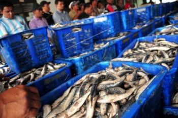 Sempat Lumpuh, Lelang di TPI Pekalongan Kembali Ramai