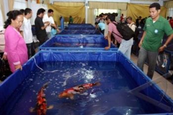 Ratusan Ikan Koi Meriahkan "Serayu Young Koi Show" 