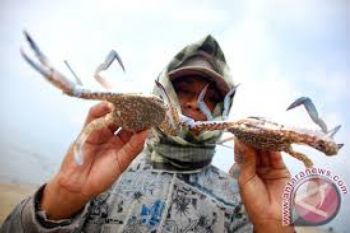 Pemerintah Dorong Nelayan Jepara Budi Daya Rajungan