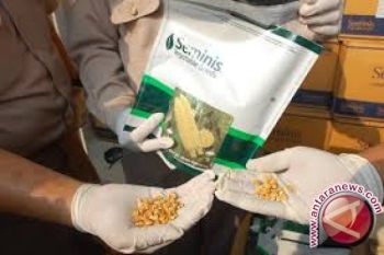 Sulteng Dapat Bantuan Benih Jagung 800.000 Kilogram 