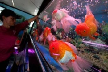 Ikan Hias Salah Satu Komoditas Unggulan Indonesia