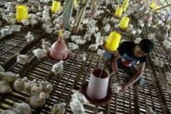 Kasus Flu Burung Nihil, Bantuan Vaksin Berkurang