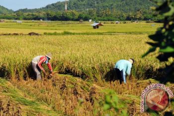 Newmont dukung program swasembada pangan