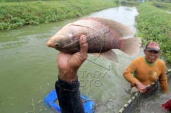 Tingkatkan Produksi Perikanan, Temanggung Gelar Pelatihan Budidaya Ikan