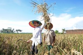 Pengadaan Gabah Bulog Pekalongan Capai 2.600 Ton