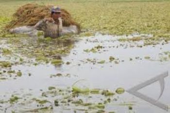 Gagal Panen, Akibat Ratusan Hektare Sawah Terendam Banjir
