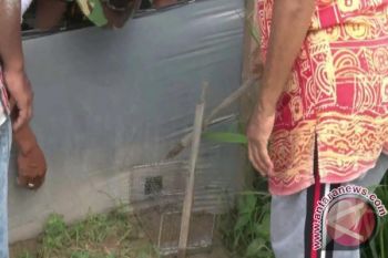 Ditjen: optimalisasi penanaman padi cegah penyebaran hama