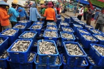 Pasokan Cukup, Harga Ikan Stabil