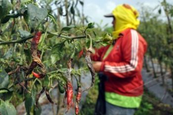 Curah Hujan Masih Tinggi, Tanaman Cabai Terserang Patek 