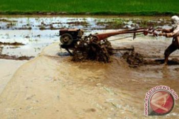 Ratusan hektare padi Mamuju Tengah tidak terpelihara