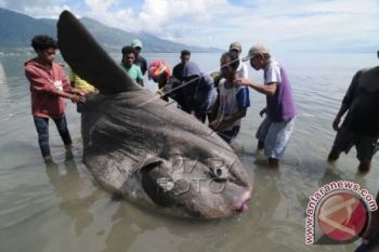 Seekor Lumba-Lumba Terdampar di Pantai Kenjeran