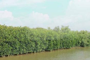 Indahnya Hutan Mangrove Desa Tambakrejo