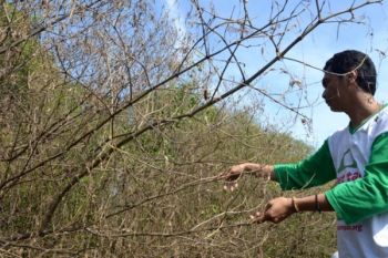 Mangrove Rusak