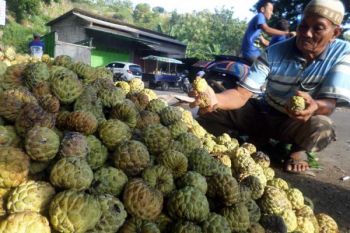 Buah Srikaya Tuban