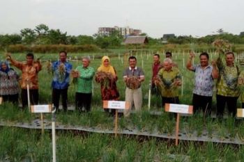 Pengamat: Kampar Potensial Jadi Sentra Bawang