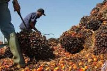 TBS Riau Alami Tren Penurunan Harga