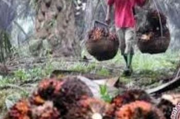 Harga TBS CPO Riau Dipengaruhi BEA Ekspor