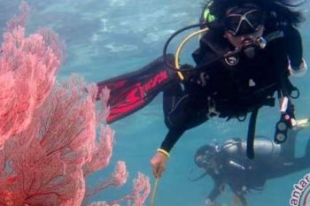 Mulai Punah Terumbu Karang Di Teluk Ambon
