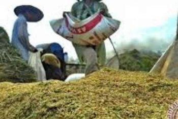 Bulog Beli 270 Ton Beras Petani Riau