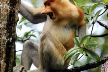   Biodiversitas Indonesia Temukan Bekantan Di Pulau Curiak