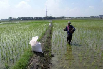Memupuk Tanaman Padi
