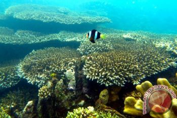 Sepenggal duka di Teluk Tomini