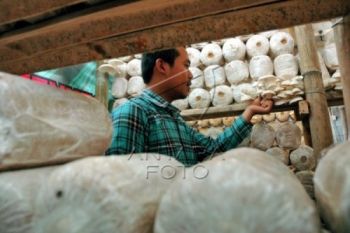 Puluhan Pemuda "Pengangguran" Ikuti Pelatihan Budidaya Jamur 