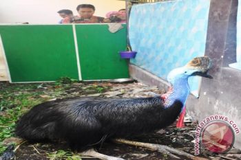 BKSDA NTB sita 29 satwa dilindungi