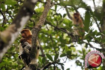 Habitat Bekantan Di Pararawen Terancam Kabel Listrik