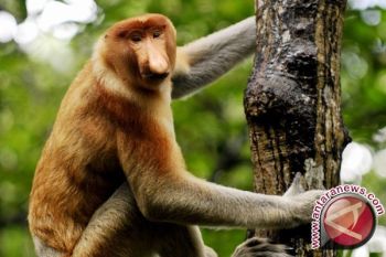 Hari Satwa Ditandai Pelepasan Bekantan di Pulau Bakut Sungai Barito