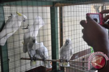 Pemilik Puri Mas mengaku salahi aturan