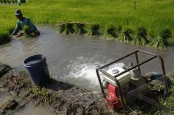 Mulai Kekeringan, Petani Bendung Sungai untuk Mengairi Sawah