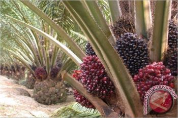 Harga TBS Wilayah Selatan Sumbar Rp1.214/Kilogram