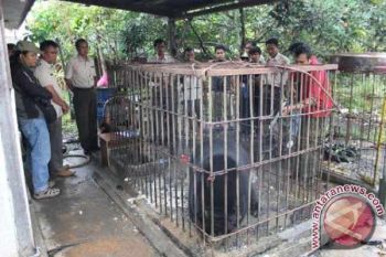 BKSDA Kalteng Amankan Beruang Madu Peliharaan Warga 