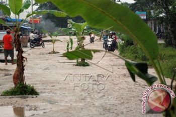 Warga tanam pisang protes jalan rusak Mamasa 