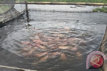 Desa Mekarti budidayakan tambak ikan