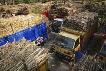Pabrik Gula Tanpa Dukungan Lahan Diusulkan Ditutup
