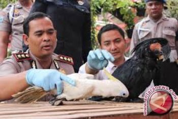 Petugas Gagalkan Penyelundupan Kakatua Jambul Kuning 