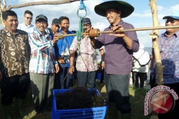 Diskanla Kobar Optimistis Budidaya Rumput Laut Tidak Gagal 