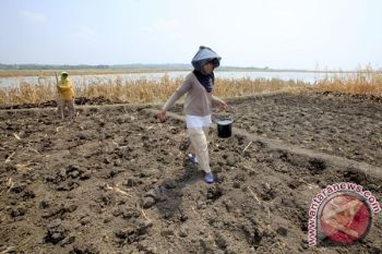 Persiapan MT, Irigasi Waduk Kedungombo Dihentikan 15 Juni