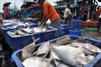 Nelayan Jateng-DIY Segera Masuki Panen Ikan 