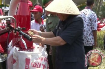 Hasil panen padi OKU meningkat