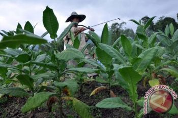 Tembakau Temanggung Dirongrong Hama "Orong-Orong"