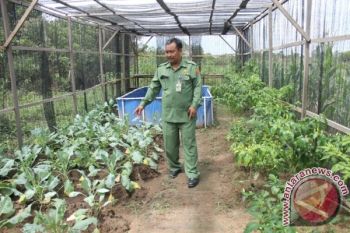 Masyarakat Sukamara Diharapkan Manfaatkan Pekarangan Untuk Kawasan Pangan