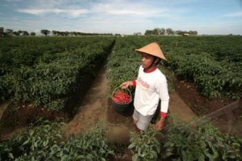 Harga Cabai Merah Jelang Ramadhan Melonjak